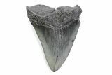 Fossil Megalodon Tooth - South Carolina #370467-1